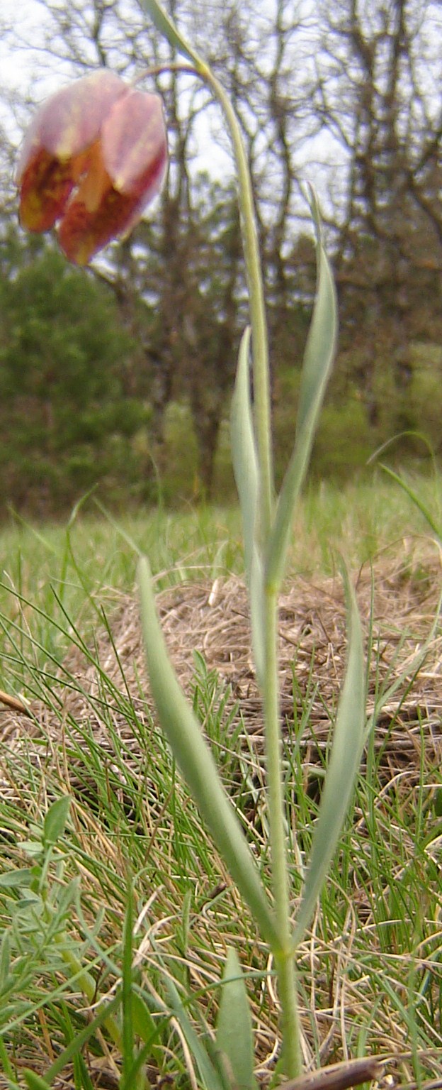 Fritillaria montana
